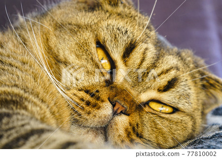 funny cat face with yellow eyes and blurred background funny cat face with yellow eyes and blurred background 77810002