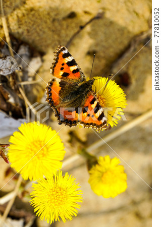 European Small Tortoiseshell butterfly sucks nectar from the yellow coltsfoot flower European Small Tortoiseshell butterfly sucks nectar from the yellow coltsfoot flower 77810052