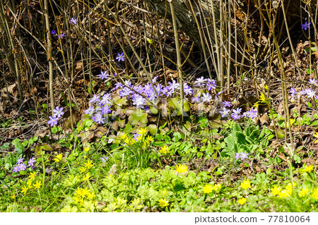 Small yellow and blue flowers in early spring Small yellow and blue flowers in early spring 77810064
