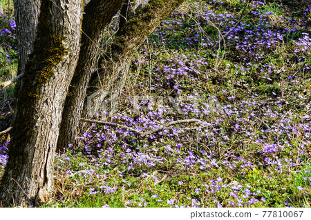 view of the meadow with flowering blue anemones 77810067