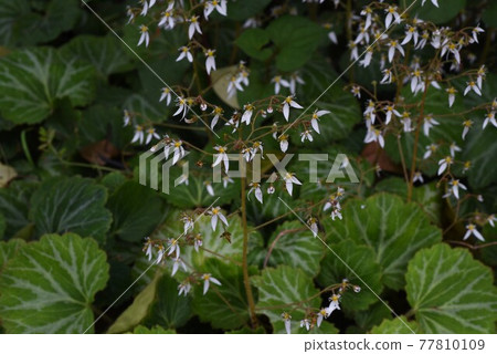 雪下花 雪下花 77810109