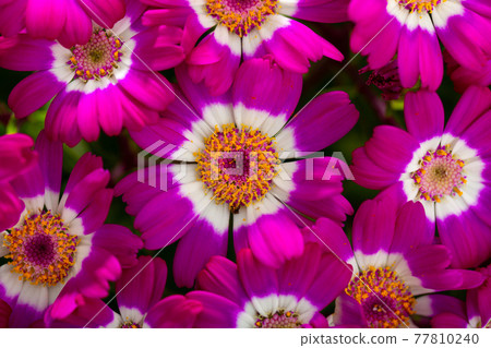 Specie of flowering Cineraria 77810240