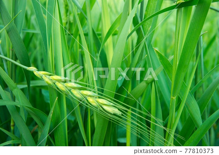 Wheat Wheat 77810373