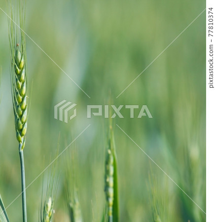 Wheat 77810374