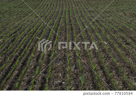 Grass feed La Pampa Argentina 77810584