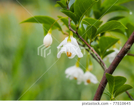 安息香花・五月中旬 77810645