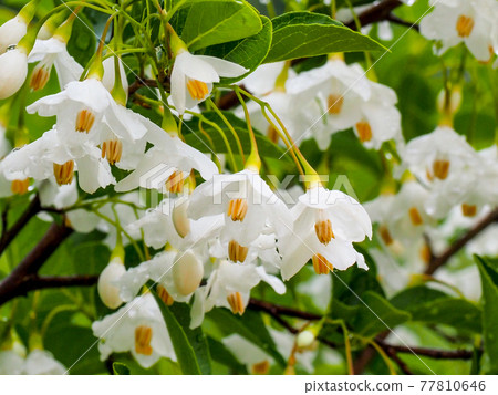Styrax flower ・ Mid-May Styrax flower ・ Mid-May 77810646