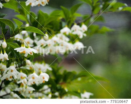 安息香花・五月中旬 77810647