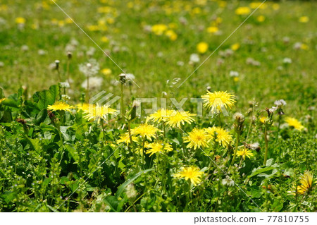 April: Dandelions in the 316 fields of Fuchu, Musashino Park April: Dandelions in the 316 fields of Fuchu, Musashino Park 77810755