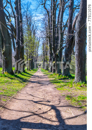 Linden tree alley with dusty country road Linden tree alley with dusty country road 77811076