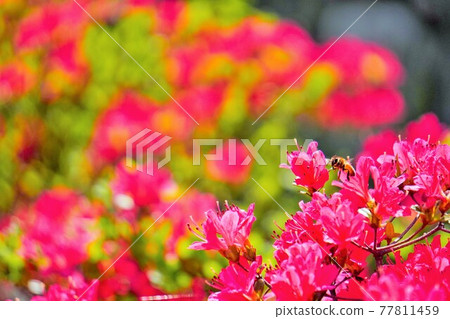 Red azalea flowers and bees collecting nectar Red azalea flowers and bees collecting nectar 77811459