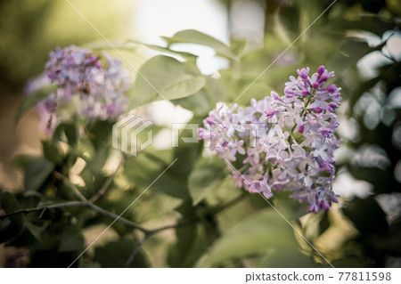 Branch of lilacs. Spring flowers on a sunny day Branch of lilacs. Spring flowers on a sunny day 77811598