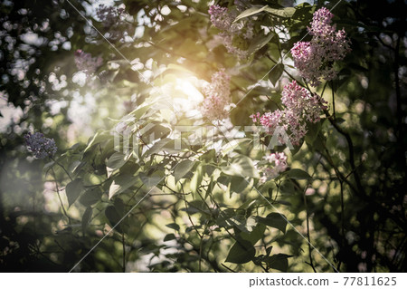 Branch of lilacs. Spring flowers on a sunny day Branch of lilacs. Spring flowers on a sunny day 77811625