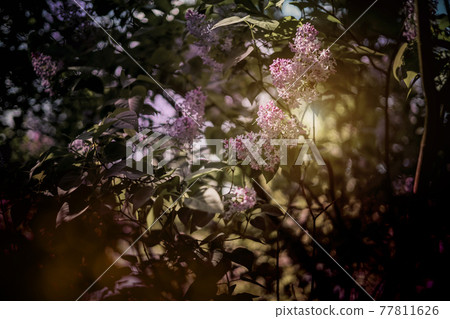 Branch of lilacs. Spring flowers on a sunny day Branch of lilacs. Spring flowers on a sunny day 77811626