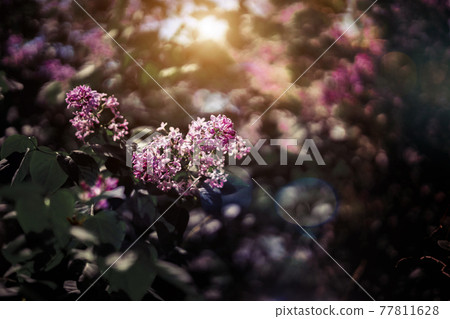Branch of lilacs. Spring flowers on a sunny day Branch of lilacs. Spring flowers on a sunny day 77811628