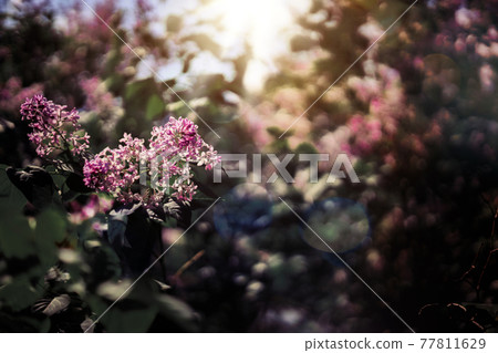 Branch of lilacs. Spring flowers on a sunny day 77811629