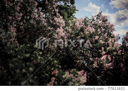 Lush bushes of lilacs. Spring flowers, Muted floral background Lush bushes of lilacs. Spring flowers, Muted floral background 77811631
