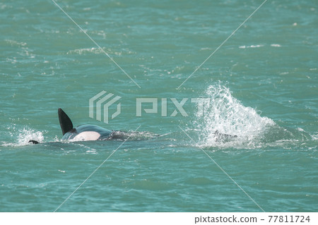 Orca Family, Patagonia Argentina Orca Family, Patagonia Argentina 77811724