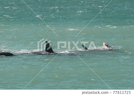 Orca Family, Patagonia Argentina Orca Family, Patagonia Argentina 77811725