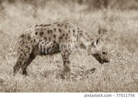 Hyena feeding, Africa Hyena feeding, Africa 77811756