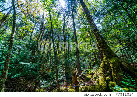 "Yamanashi Prefecture" Aokigahara Jukai "Yamanashi Prefecture" Aokigahara Jukai 77811834