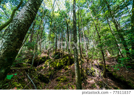 “山梨縣”青木原樹海 “山梨縣”青木原樹海 77811837