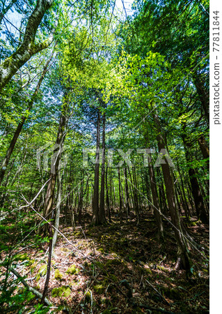 "Yamanashi Prefecture" Aokigahara Jukai "Yamanashi Prefecture" Aokigahara Jukai 77811844