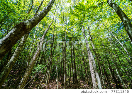 “山梨縣”青木原樹海 77811846