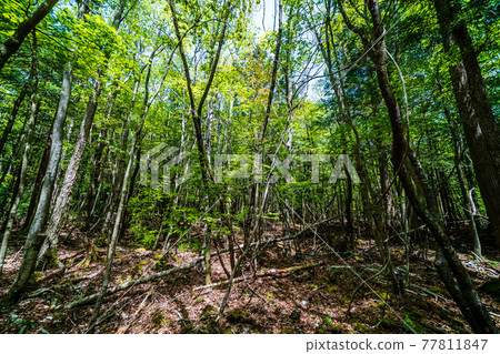 “山梨縣”青木原樹海 “山梨縣”青木原樹海 77811847
