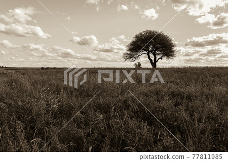 Flowery landscape, La Pampa, Argentina 77811985