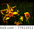 Yellow flower 77812011