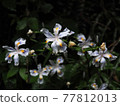 Flowers 77812013