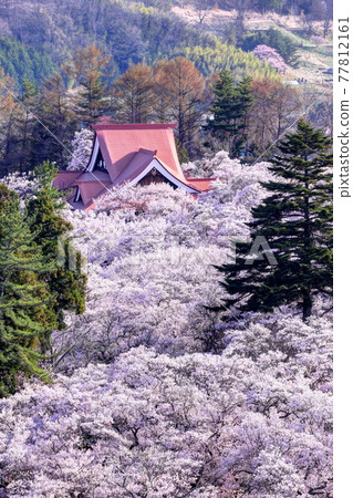 Takato small Higan cherry blossoms on the site of Takato Castle 77812161