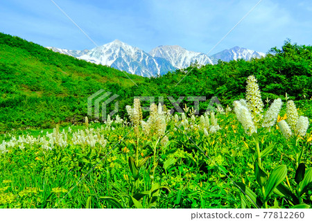 Cobalite和Hakuba Miyama 77812260