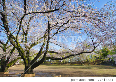 [Machida City] Sakura in Tsuruma Park 77812284