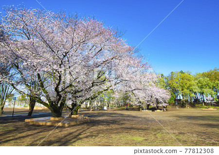 [Machida City] Sakura in Tsuruma Park 77812308