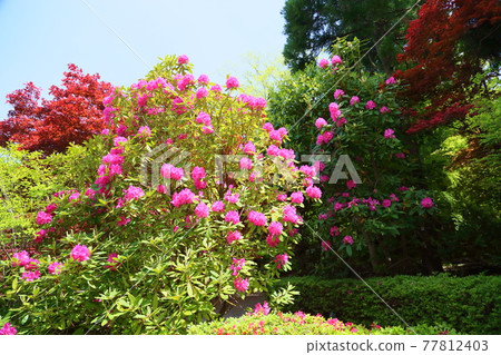 杜鵑花 杜鵑花 77812403