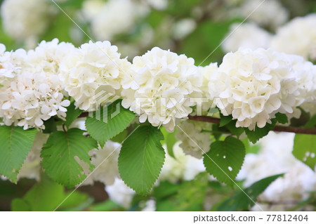 Flowers of the Odemari Flowers of the Odemari 77812404