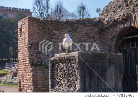 Roman Forum, the center of ancient Rome Roman Forum, the center of ancient Rome 77812465