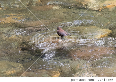 【北斗七星】站在山間溪流中的褐北斗七星 77812566
