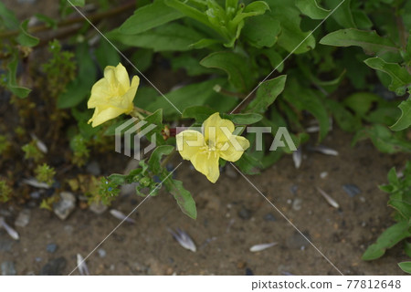 Koumatoyoigusa 77812648