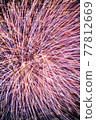 Flash of Fireworks 77812669