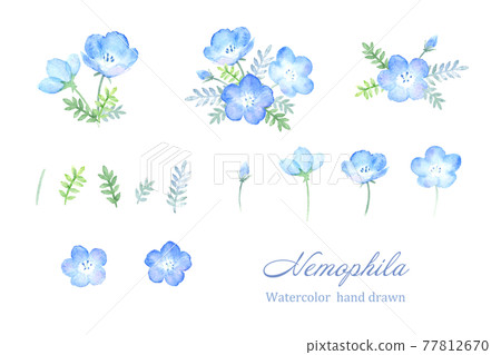 Nemophila set drawn in watercolor Nemophila set drawn in watercolor 77812670