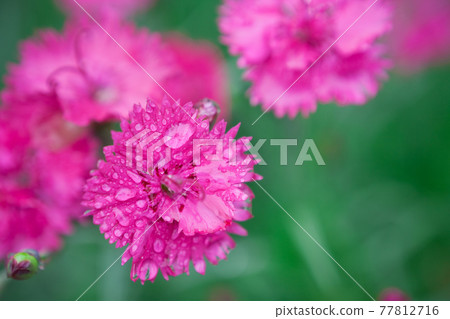 Silene flowers that get wet with raindrops after rain Silene flowers that get wet with raindrops after rain 77812716
