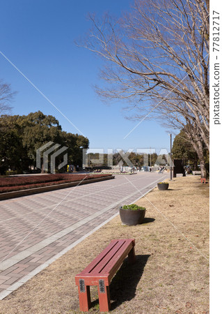 Unmanned bench in the sunlight in a winter park 77812717