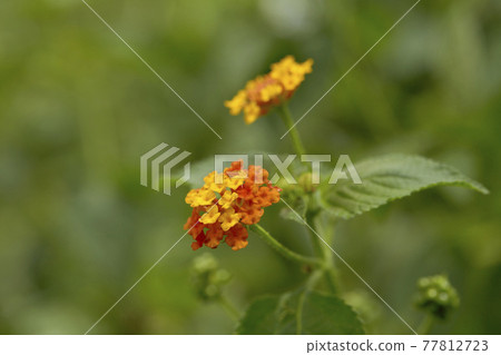 West Indian Lantana Flower Background 77812723