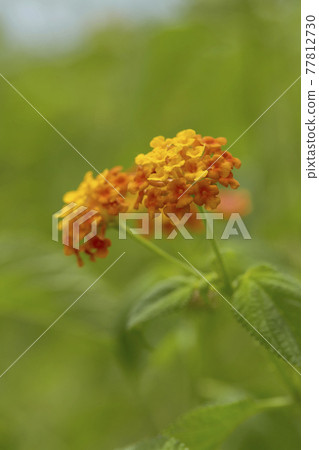 West Indian Lantana Flower Background 77812730