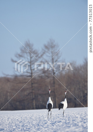 譚喬哭泣（北海道鶴井市） 77813015