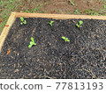 Sprout 77813193
