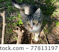 Cat looking at this place 77813197
